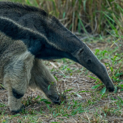Mammals that chose ants and termites as food almost never go back