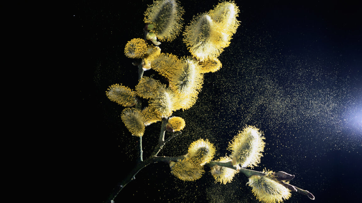 Using pollen to make paper, sponges, and more