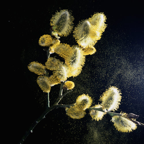 Using pollen to make paper, sponges, and more