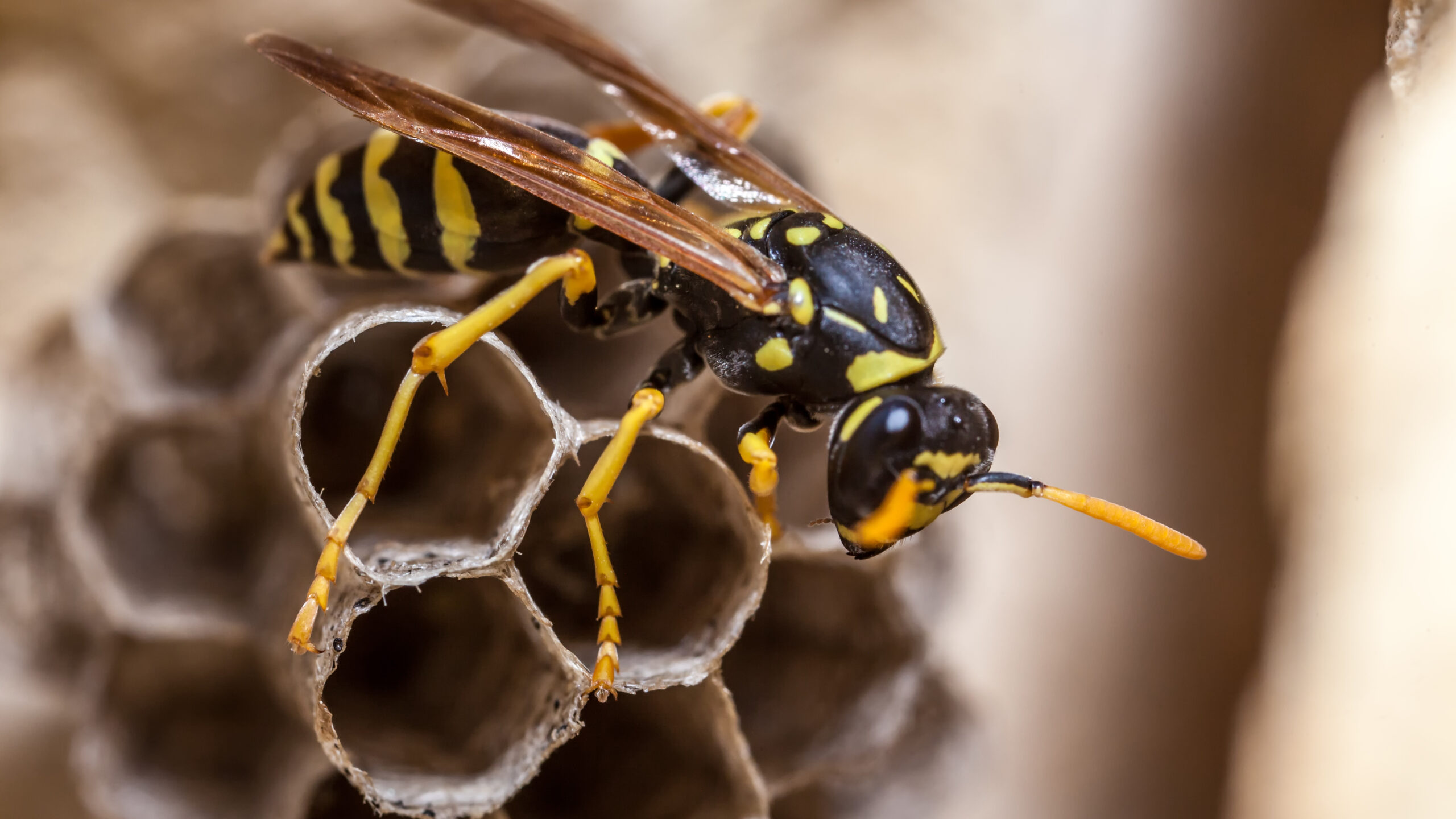 Radioactive wasp nests spring up in decadesold nuclear site in South Carolina