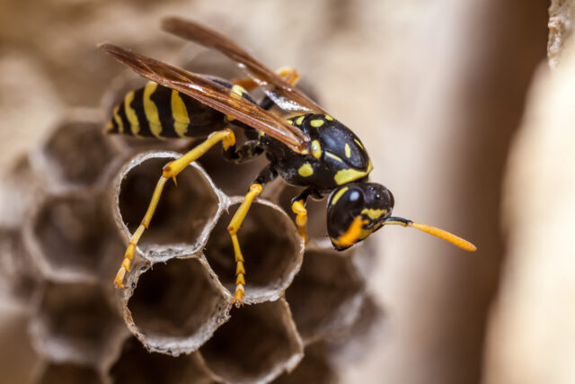 Four radioactive wasp nests found on South Carolina nuclear facility