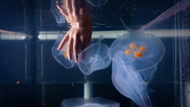 Cyborg Jellyfish: A New Frontier for Ocean Exploration