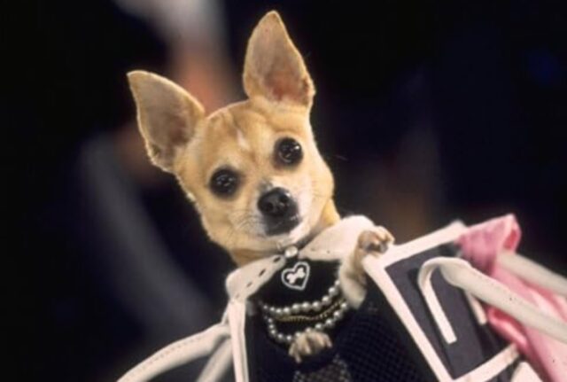 The case of the coke-snorting Chihuahua