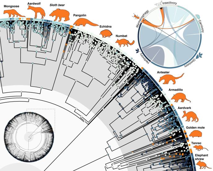 Image of a semi-circle representing the evolution of major mammalian groups, showing the different points where ant eating evolved are widely spread out among them.