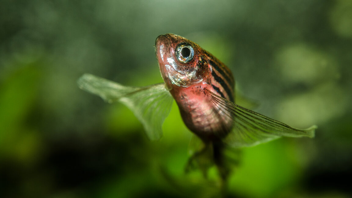 You can hold on to your butts thanks to DNA that evolved in fish
