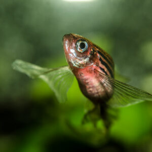 Image of an aquarium with a green background, with a small fish with black and sliver stripes at the center.