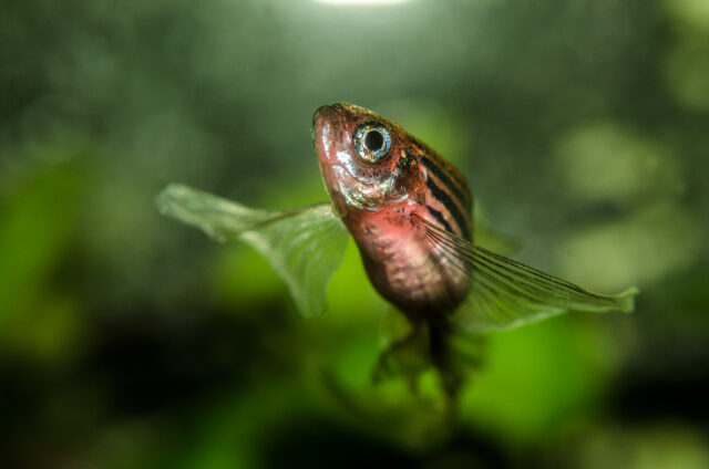 You can hold on to your butts thanks to DNA that evolved in fish