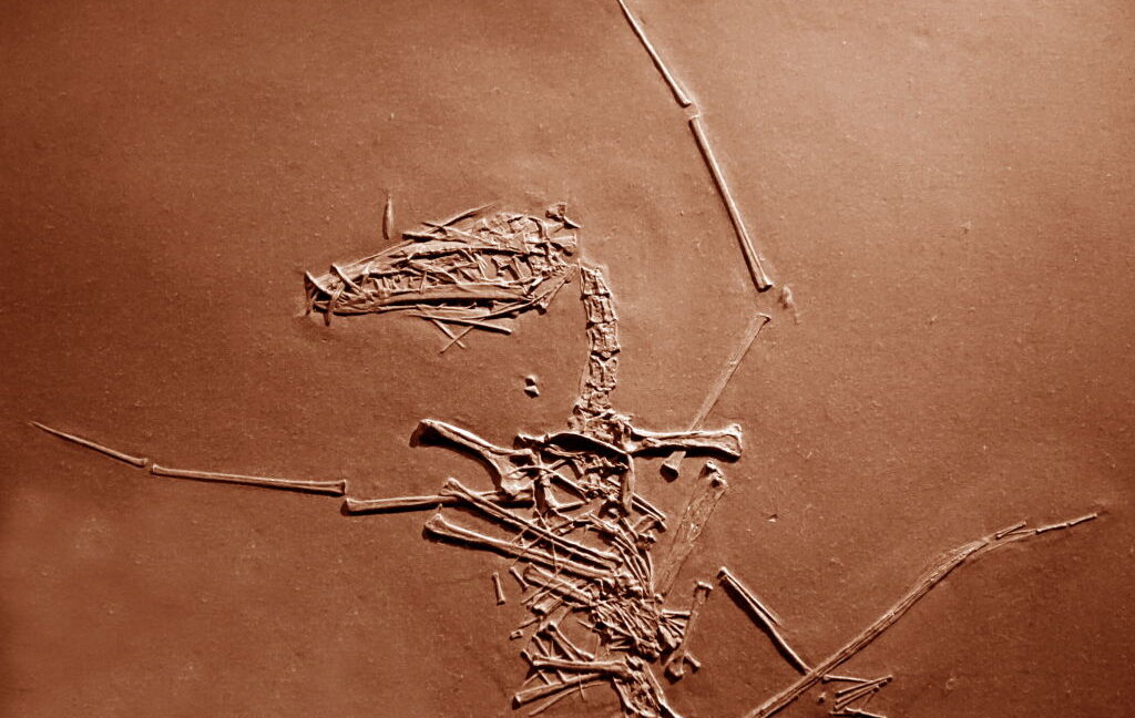 150 million-year-old pterosaur cold case has finally been solved