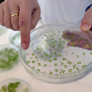 Dr. Raquel Chan displays test plants (Arabidopsis) genetically modified at the cultivation chamber in the vegetable biotechnology lab of the Universidad del Litoral in Santa Fe, some 500 Km northwest of Buenos Aires, on April 10, 2012 where a team lead by Dr. Chan was able to create transgenic soy, corn and wheat plants, resistant to the drought and salinity. AFP PHOTO / Juan Mabromata (Photo credit should read JUAN MABROMATA/AFP via Getty Images)