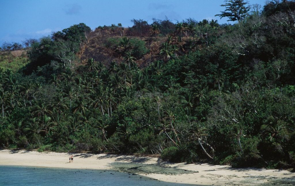 Fiji’s ants might be the canary in the coal mine for the insect apocalypse
