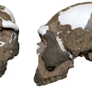 A front and a side view of a digitally reconstructed hominin skull