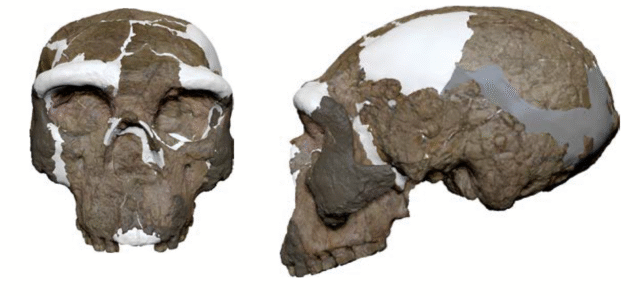 A front and a side view of a digitally reconstructed hominin skull