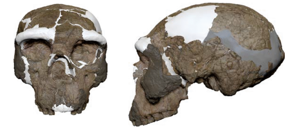 Is the “million-year-old” skull from China a Denisovan or something ...