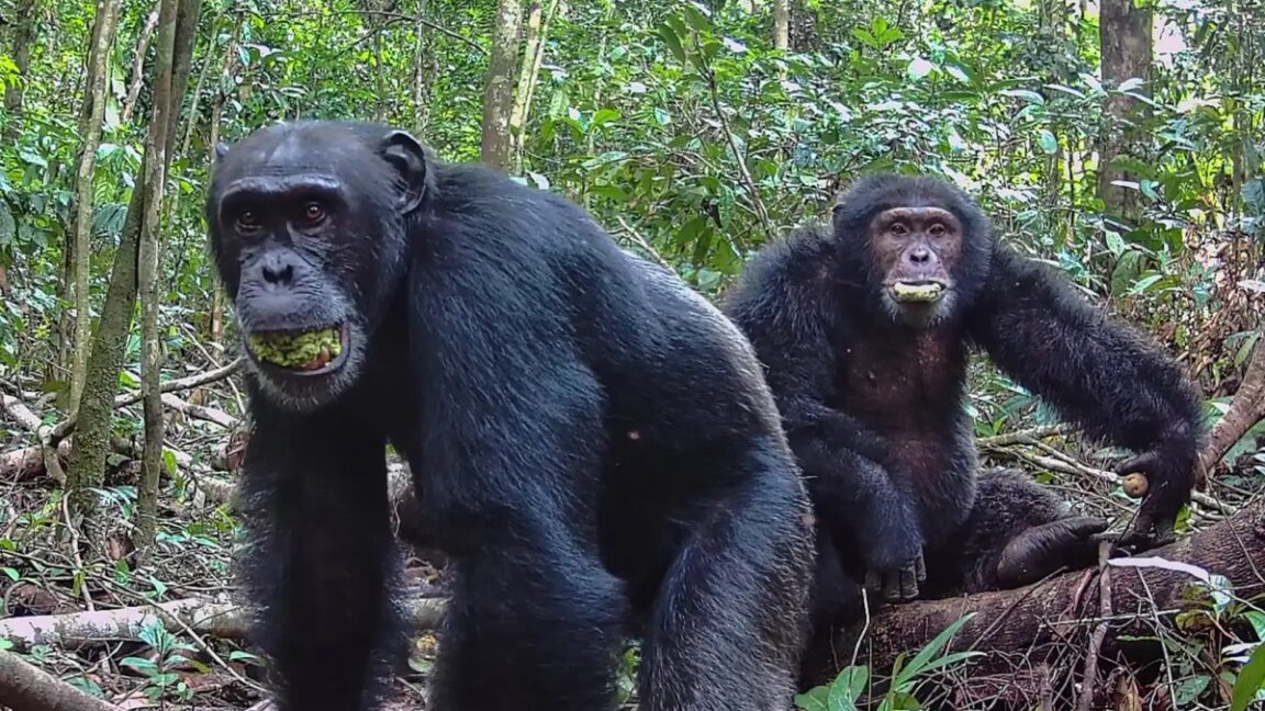 Study Reveals Chimpanzees Consume Equivalent of Two Alcoholic Drinks Daily