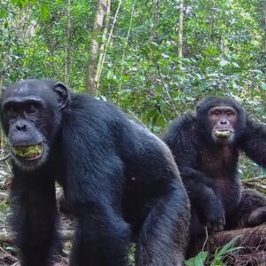 Two male chimpanzees eating the plum-like fruit of the evergreen Parinari excelsa tree at Taï National Park in the Ivory Coast in 2021.