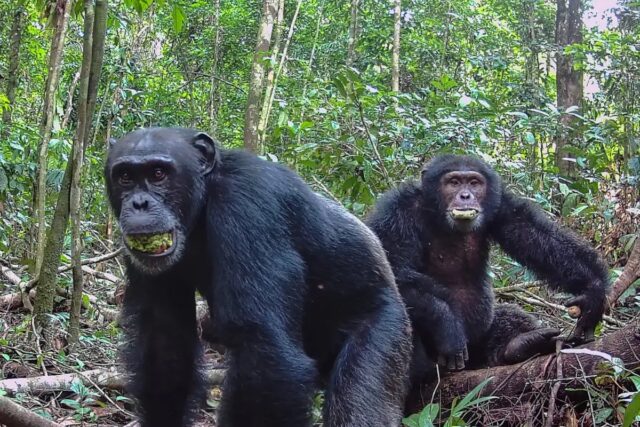 Ugandan chimps split into two factions, then killed rivals