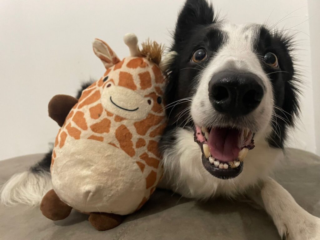 Arya with a much-loved toy