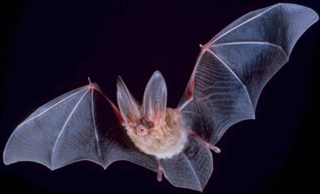 Wing membranes (patagia) of Townsend's big-eared bat, Corynorhinus townsendii
