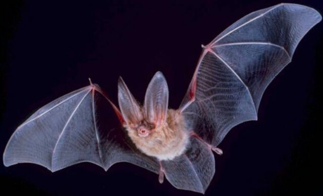 Wing membranes (patagia) of Townsend's big-eared bat, Corynorhinus townsendii