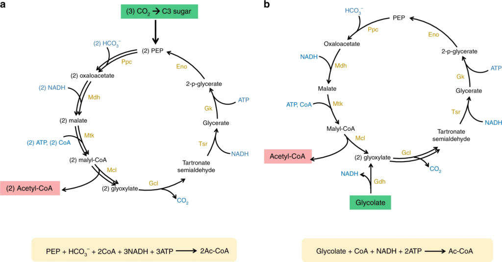 Image of two biochemical cycles, showing the enzymes that catalyze a set of reactions, with additional molecules entering or exiting the cycle at specific locations.