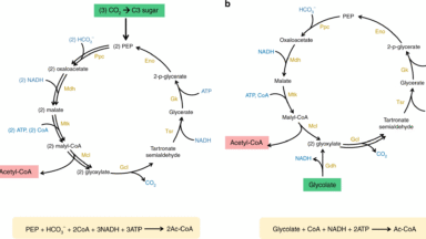 New pathway engineered into plants lets them suck up more CO₂