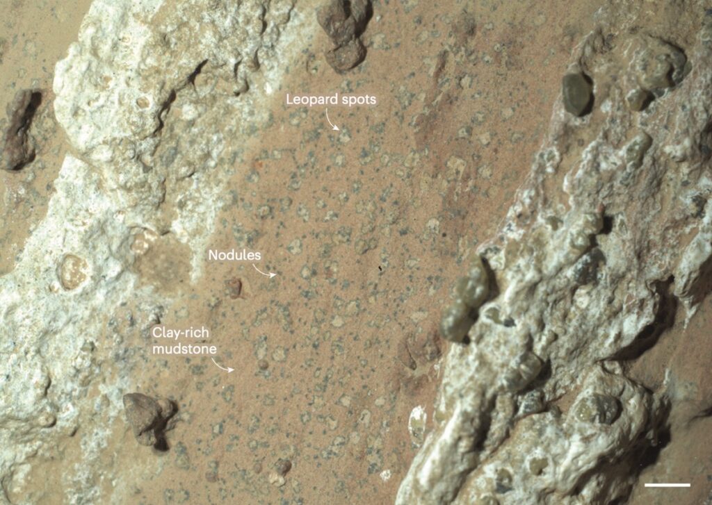 Chemically reduced nodules of greenish material containing the mineral vivianite are embedded in a matrix of red–brown, oxidized clay mineral. More-complex ‘leopard spot’ features contain vivianite along with a sulfide mineral