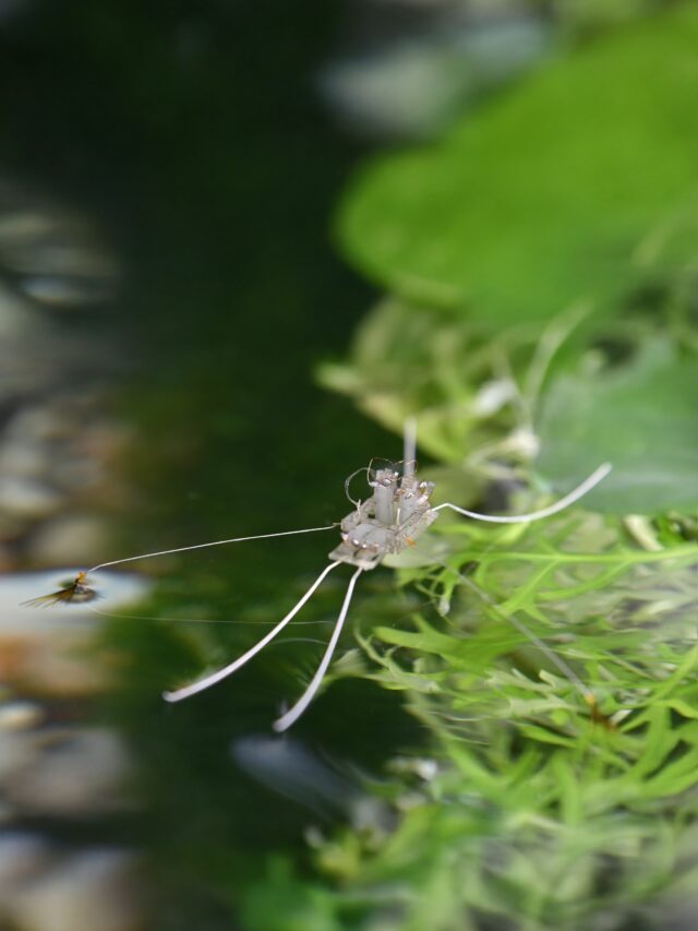 A robot walks on water thanks to evolution’s solution