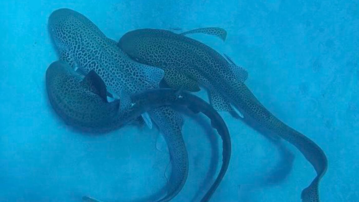 Scientists catch a shark threesome on camera