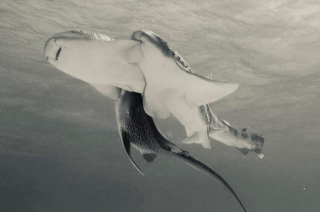 Three leopard sharks mating - near surface