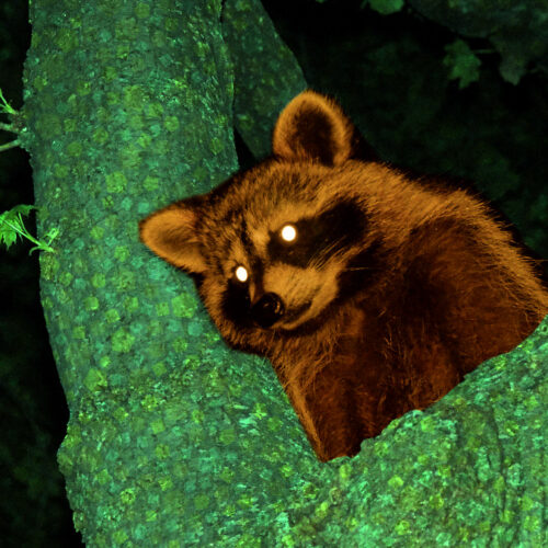 Modder injects AI dialogue into 2002’s Animal Crossing using memory hack