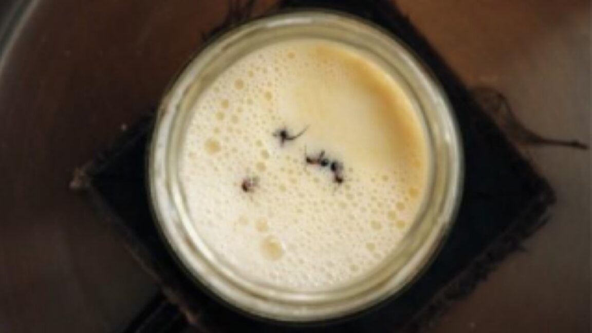 Scientists revive old Bulgarian recipe to make yogurt with ants