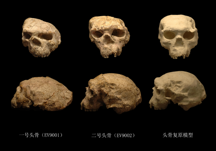 front and side views of 3 skulls.