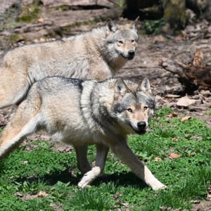 A grassy area with two grey wolves on it, both trotting from left to right.
