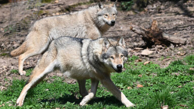 The Myth of Fearless Wolves: New Research Challenges Long-held Beliefs