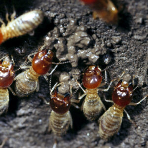 Image of a small group of termites constructing their next using mud.