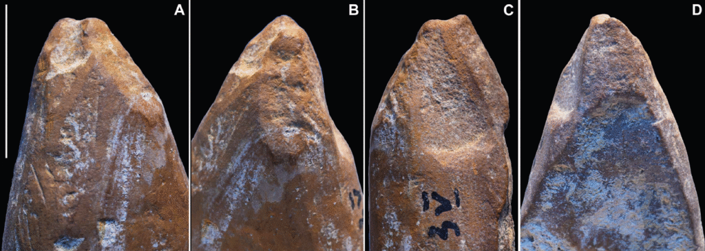 photo of a reddish-brown pointed rock from four angles