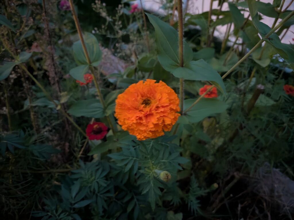Pixel 10 Pro Fold night sight