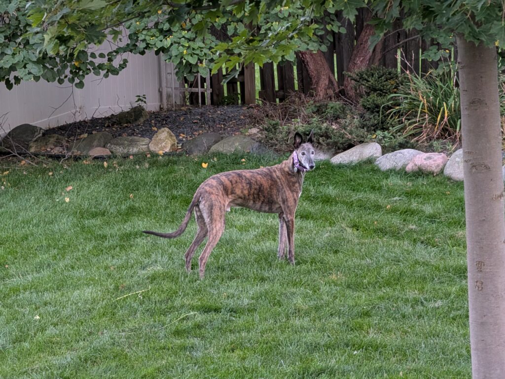 Pixel 10 Pro Fold telephoto