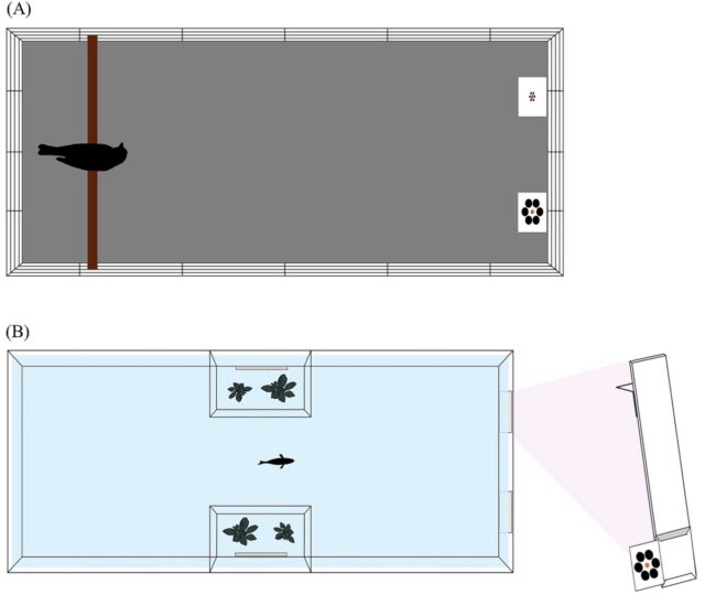 View from above of the apparatuses used for ring doves (A) and guppies (B).