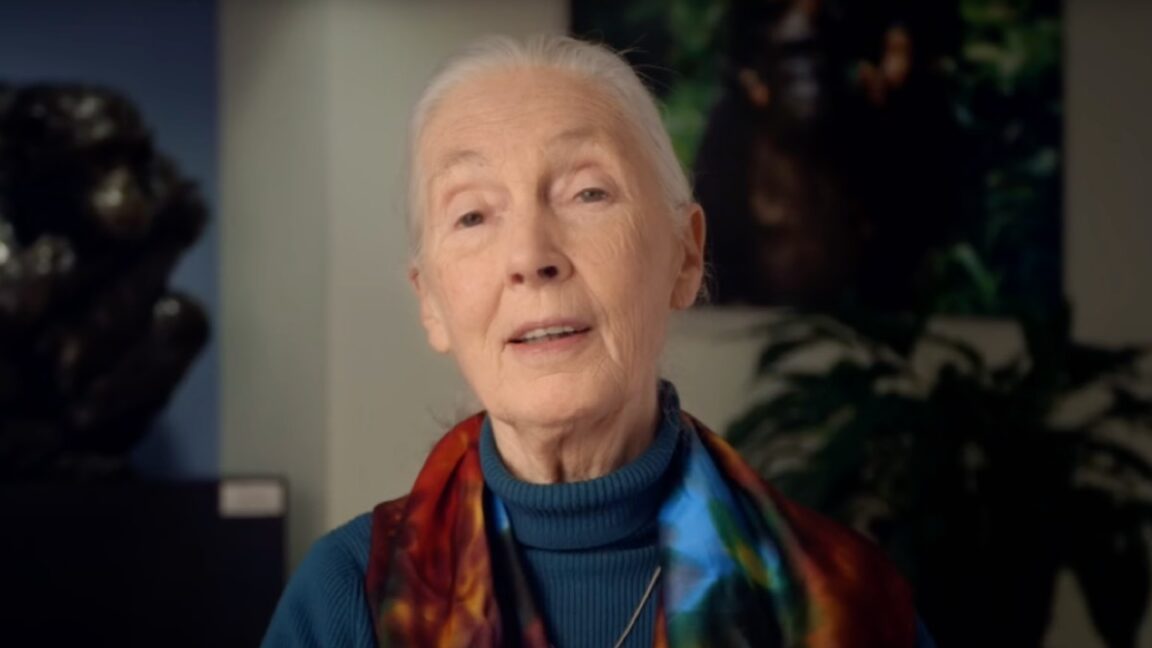 World-famous primatologist Jane Goodall dead at 91