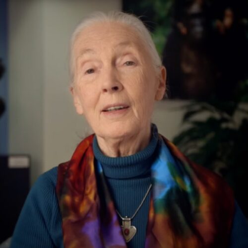 World-famous primatologist Jane Goodall dead at 91