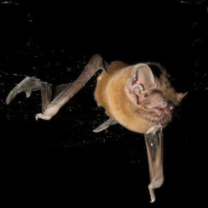 Image of a bat against a black background, with its wings folded down in mid-stroke.