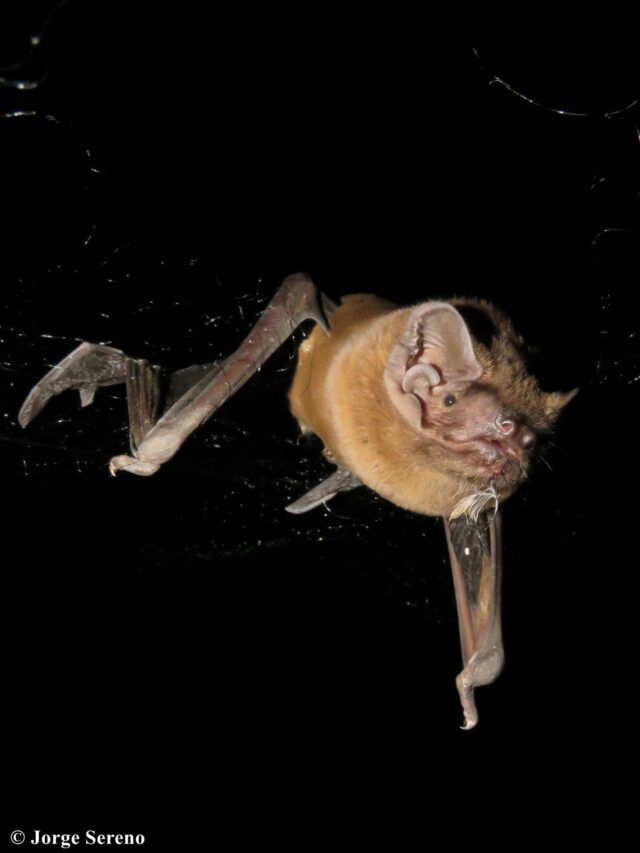 Bats eat the birds they pluck from the sky while on the wing