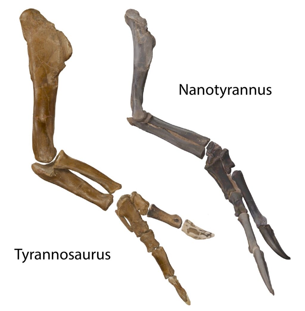 Nanotyrannus and Tyrannosaurus Rex arm comparison