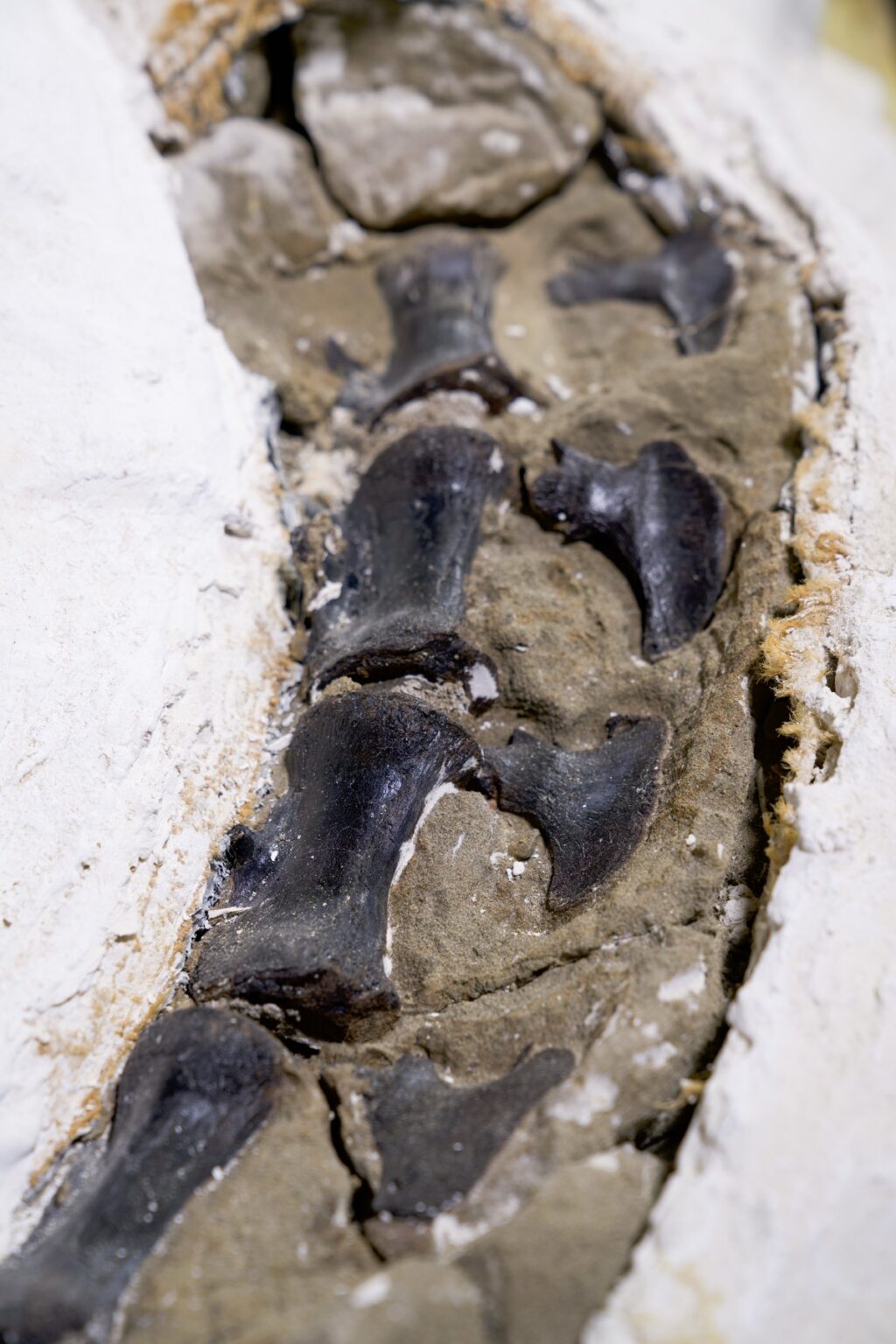 The Dueling Dinosaurs’ N. lancensis specimen preserves the first complete tail of this genus.