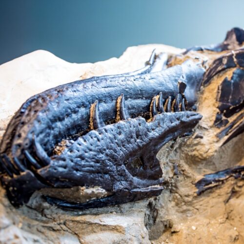 New study settles 40-year debate: Nanotyrannus is a new species