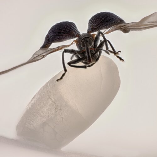 Rice weevil on a grain of rice wins 2025 Nikon Small World contest