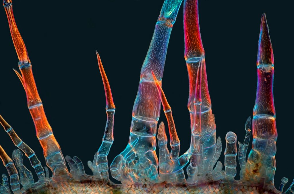 Sunflower trichomes (hair-like plant outgrowths)