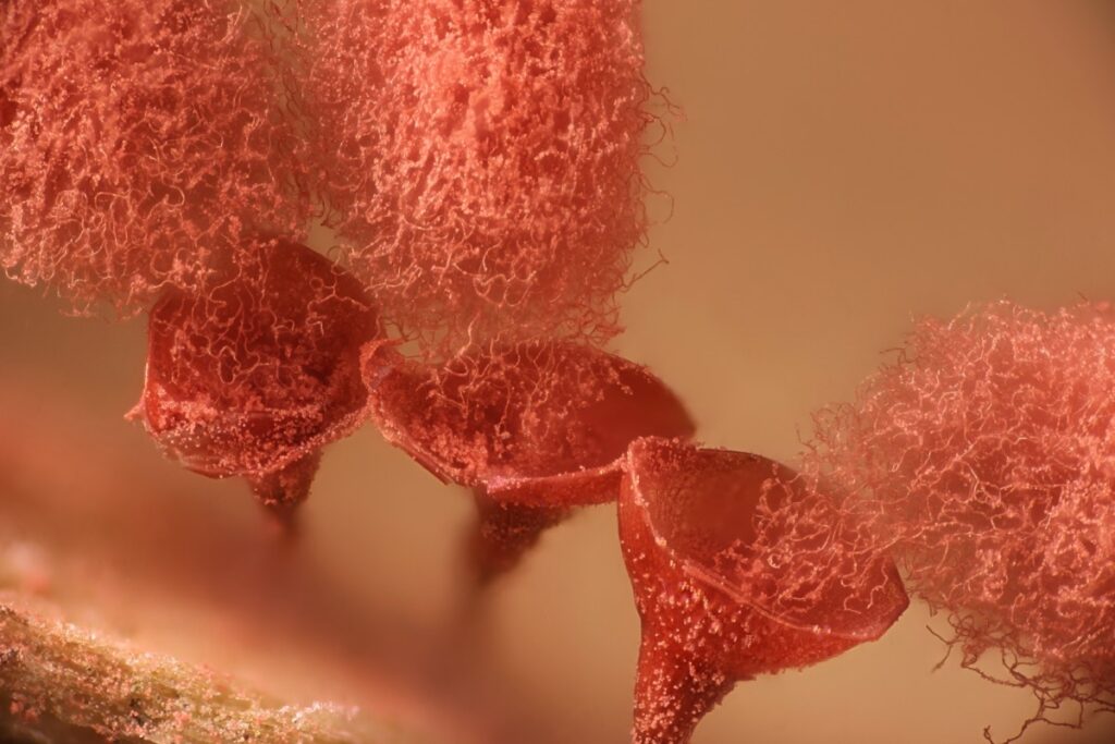 Slime mold (Arcyria major) releasing spores