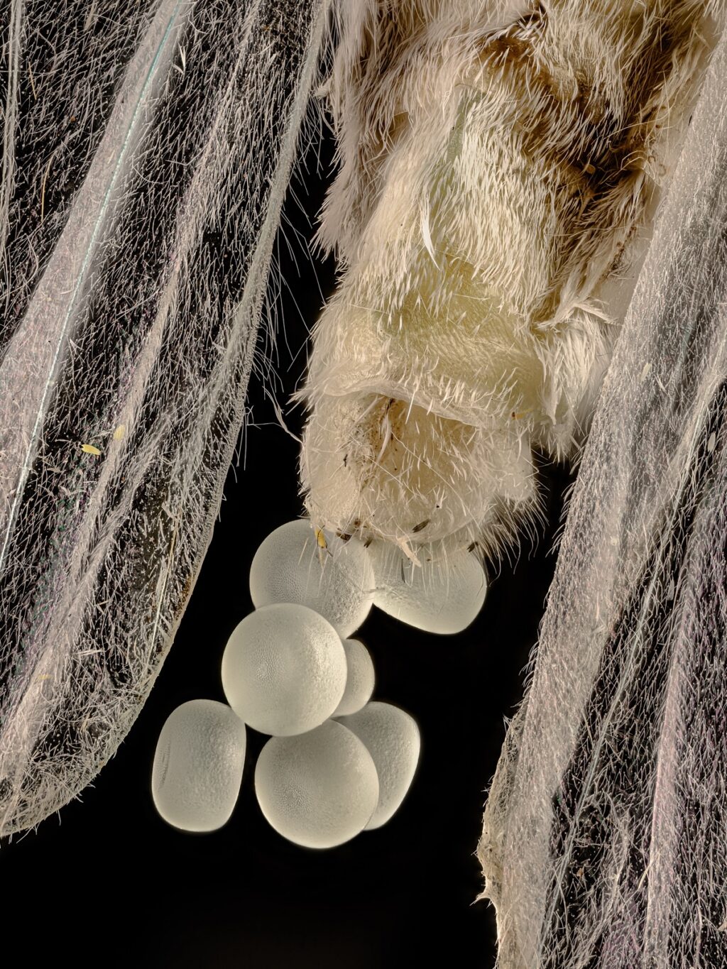 Geometer moth (Geometridae) laying eggs